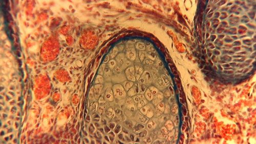 DFK MKU226-10x22    USB 3.0 Colour Microscope Ocular Camera - CISopto