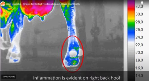 HOOF INSPECTOR - Contact-free hoof health monitoring - CISopto